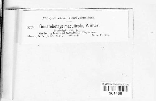 Gonatobotryum maculicola image